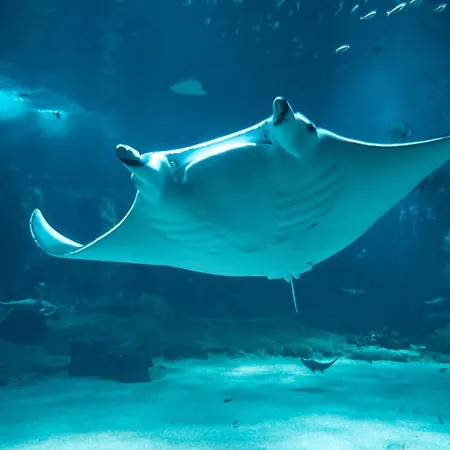 Beau Neuf Proche Du Centre Et De Nausicaa * Булонь-сюр-Мер